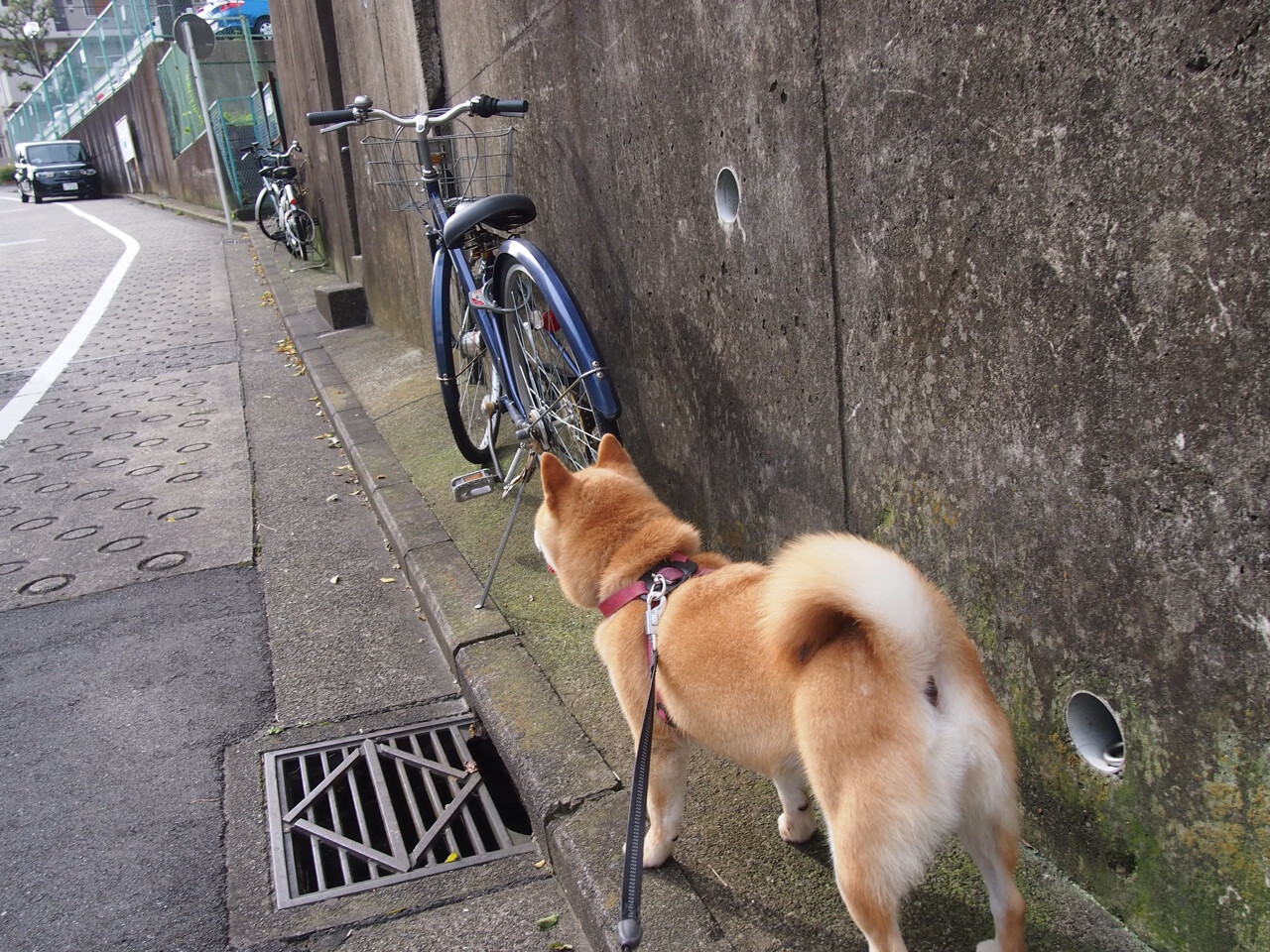 开云体育官方网入口-自由式滑雪动作数据库上线助力创新开发,自由式滑雪种类