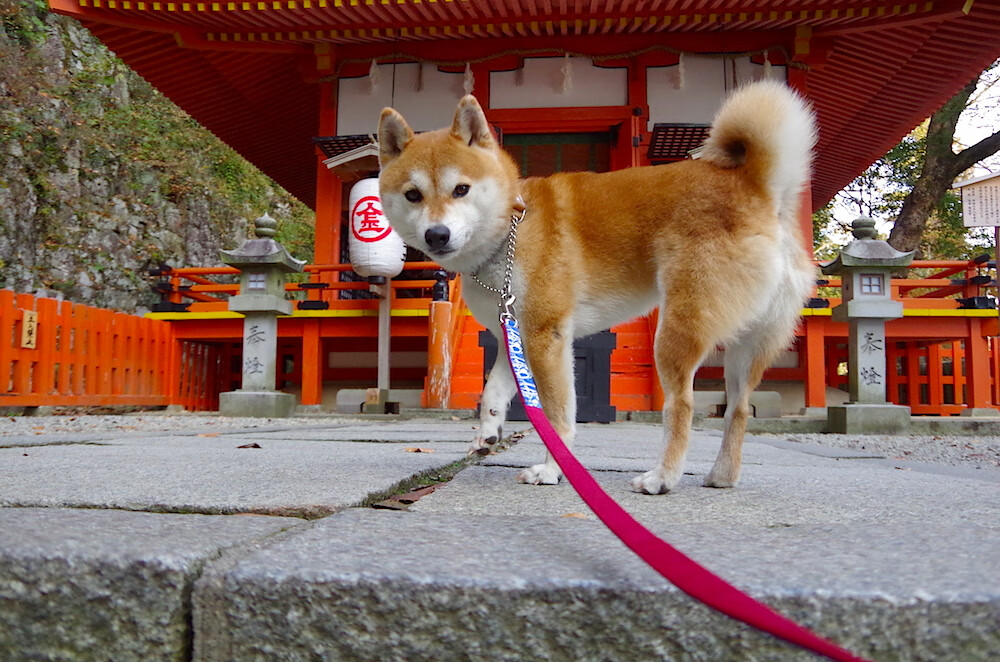 kaiyun-足球传控打法再度流行重塑战局,什么叫传控足球