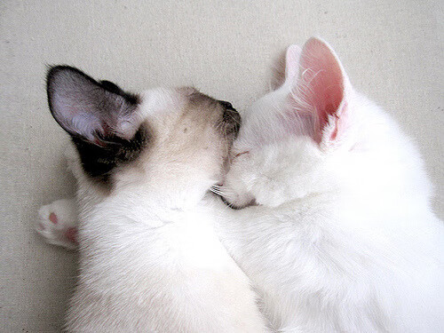 开云平台-阿尔及利亚首位球员 Faredj Messaoudi 签约日本职业 3×3 联赛,脸腮帮子肿疼了怎么回事