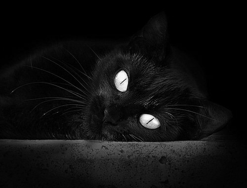 开云体育中国官方网站-独行侠前锋封盖训练数据连续刷新队内纪录,独行侠队控卫